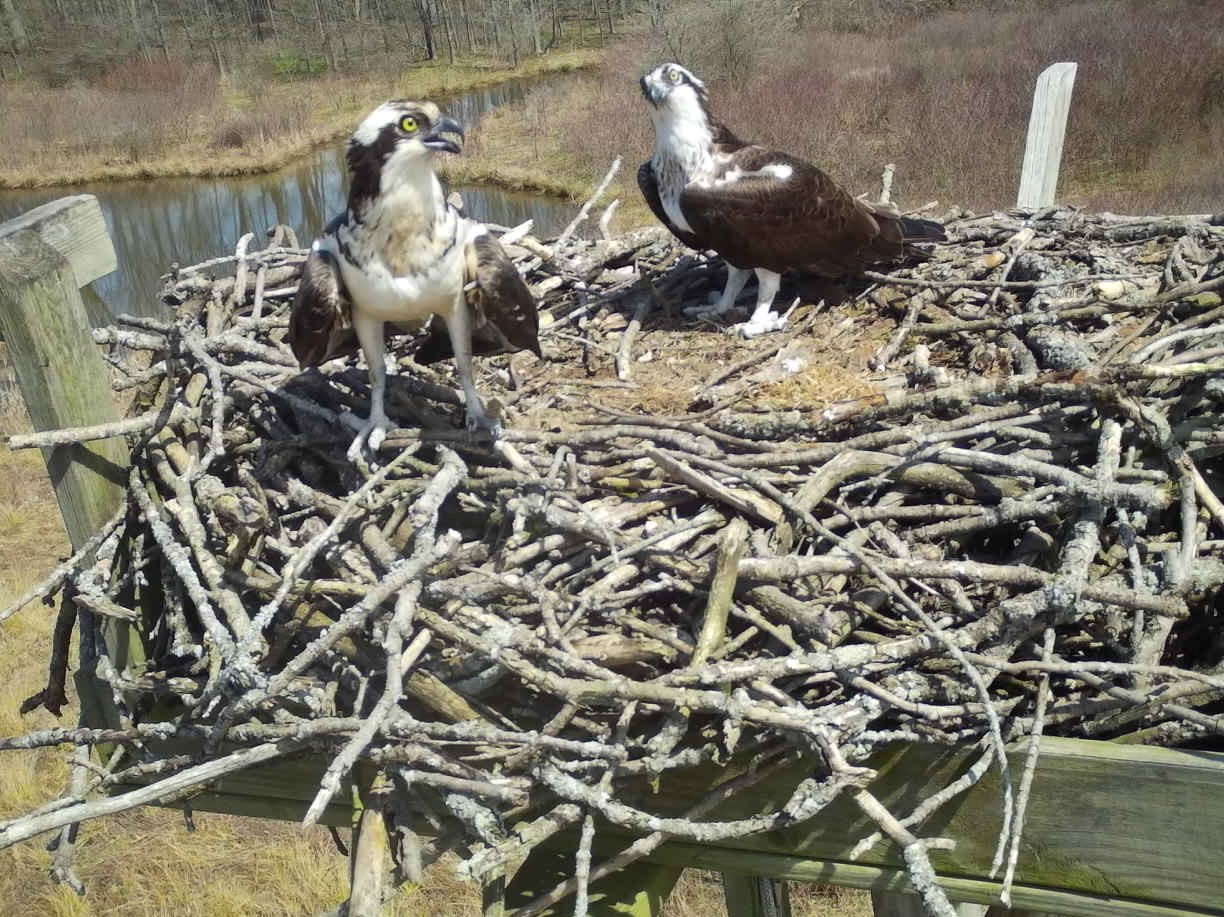 The Osprey Are Back And In Numbers! News, Sports, Jobs Post Journal